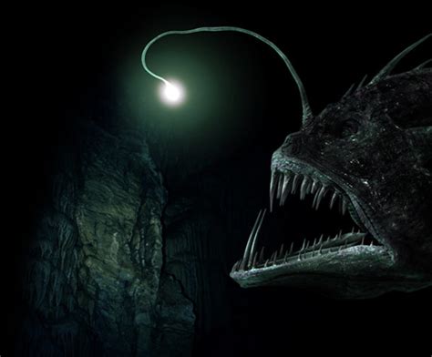 angler fish glow